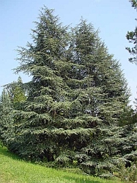 Cedrus atlantica 