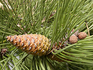 Pinus nigra