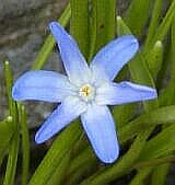 Chionodoxa luciliae