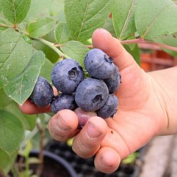 Vaccinium corymbosum