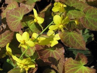 Epimedium perralchicum 'Frohnleiten' - škornice