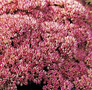Sedum 'Herbstfreude' - rozchodník (READERS DIGEST VÝBĚR)