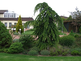 Cedrus atlantica - cedr atlaský