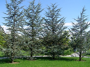 Cedrus atlantica 'Glauca' - cedr atlaský