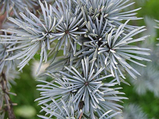 Cedrus atlantica 'Glauca' - cedr atlaský