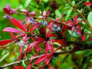 Berberis julianae - dřišťál Juliin (TIP ZC CS)