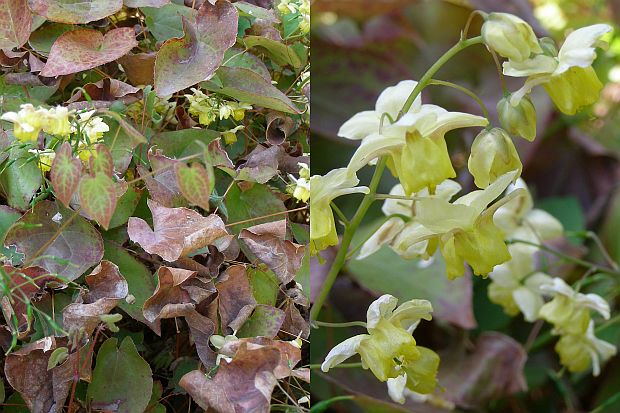 Půdopokryvné rostliny: škornice - Epimedium