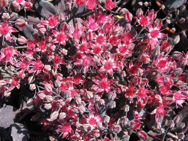 Sedum cauticola 'Bertram Anderson' - rozchodník