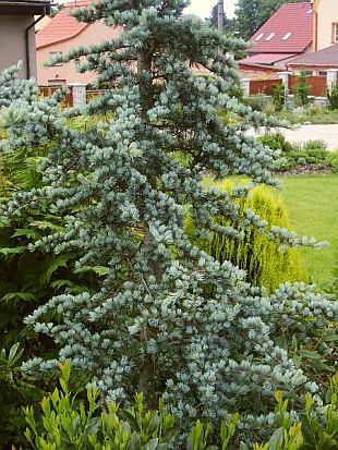Cedrus atlantica 'Glauca' - cedr atlaský