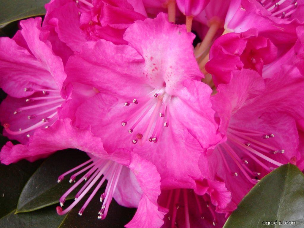 Rhododendron Germania (azalia wielkokwiatowa) Rhododendron Germania (azalia wielkokwiatowa)