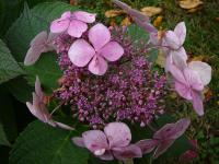 (Hydrangea) Hortenzie - květ