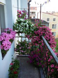 surfinie, pelargonie