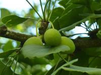 Jinan dvoulaločný - plod (Ginkgo biloba)