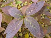 (Hydrangea) Hortenzie