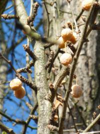 Jinan dvoulaločný - plod (Ginkgo biloba)