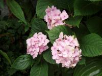(Hydrangea) Hortenzie