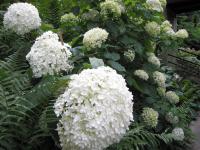 (Hydrangea) Hortenzie