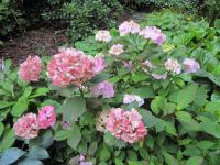(Hydrangea) Hortenzie
