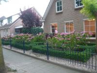 (Hydrangea) Hortenzie - v záhonu