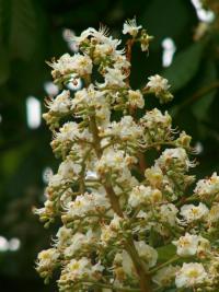 Jírovec maďal - kaštan (Aesculus hippocastanum)