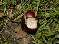 Jírovec maďal - kaštan (Aesculus hippocastanum)