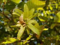 Habr obecný (Carpinus betulus)