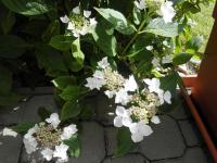 (Hydrangea) Hortenzie