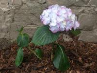 (Hydrangea) Hortenzie