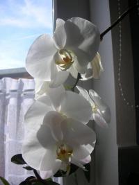 (Phalaenopsis) Orchidej Můrovec