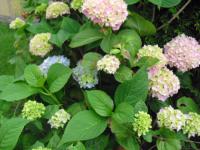 (Hydrangea) Hortenzie
