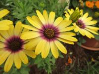 Osteospermum (Osteospermum ecklonis)