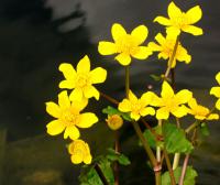 Blatouch bahenní (Caltha palustris)