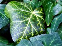 Břečťan popínavý - listy (Hedera helix)