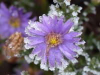 Hvězdnice hustokvětá - jinovatka (Aster dumosus)