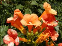 Křivouš kořenující (Campsis radicans)
