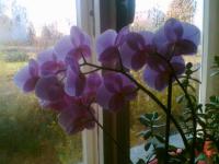 (Phalaenopsis) Můrovec
