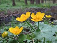 Blatouch bahenní (Caltha palustris)