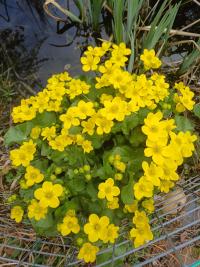 Blatouch bahenní (Caltha palustris)