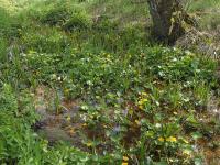 Blatouch bahenní (Caltha palustris)