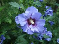 Ibišek syrský (Hibiscus syriacus)
