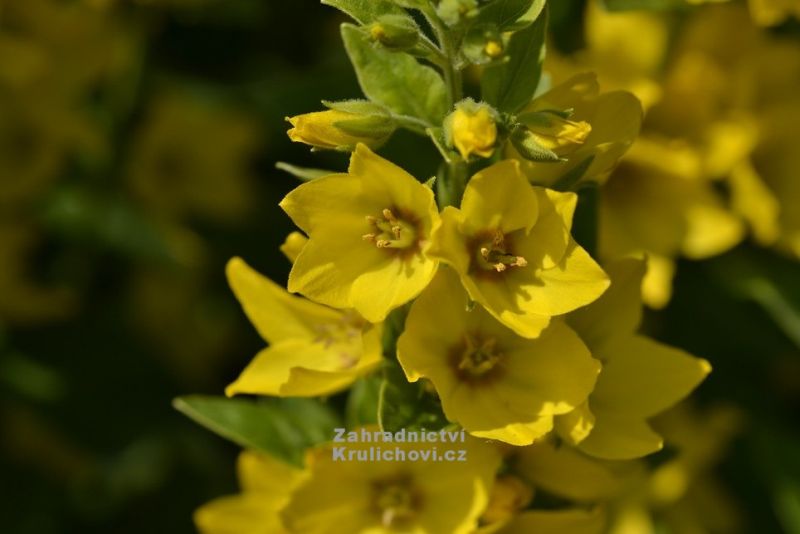 Lysimachia punctata 'Golden Alexander' - vrbina