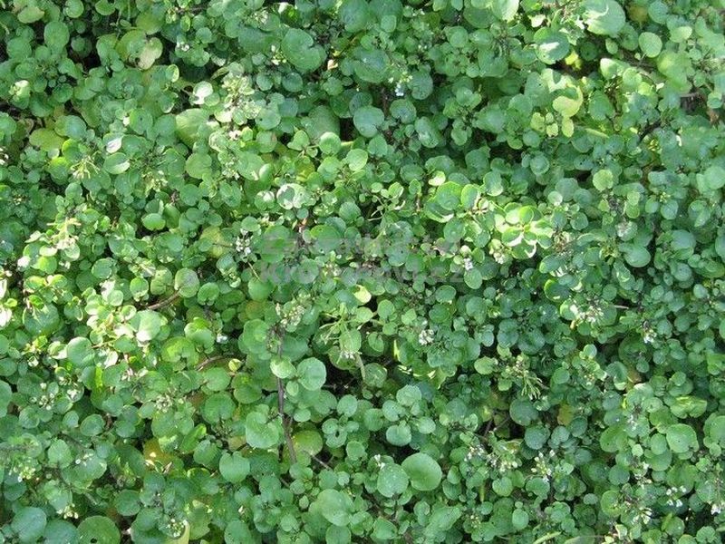 Nasturtium officinale - potočnice lékařská