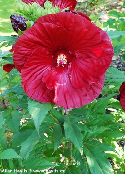 Hibiscus x 'Robert Fleming' - ibišek bahenní Hibiscus x 'Robert Fleming' - ibišek bahenní