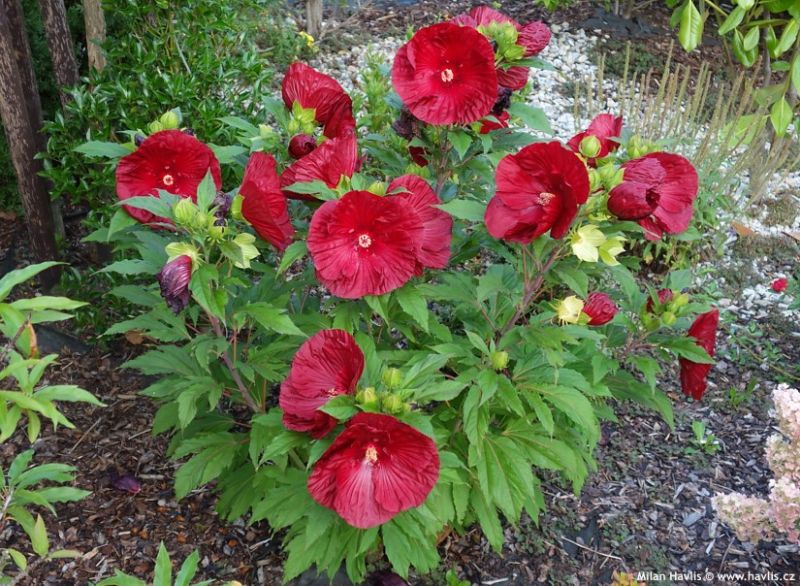 Hibiscus x 'Robert Fleming' - ibišek bahenní Hibiscus x 'Robert Fleming' - ibišek bahenní