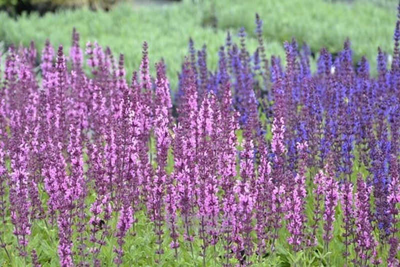 Salvia nemorosa 'Pink Field'® - šalvěj hajní