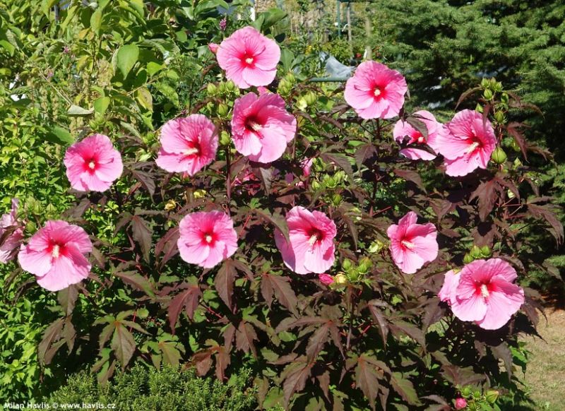 Hibiscus x 'Summer Storm' - ibišek bahenní Hibiscus x 'Summer Storm' - ibišek bahenní