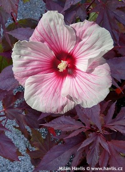 Hibiscus x 'Summer Storm' - ibišek bahenní Hibiscus x 'Summer Storm' - ibišek bahenní