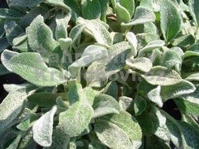 Stachys byzantina 'Helene von Stein' - čistec