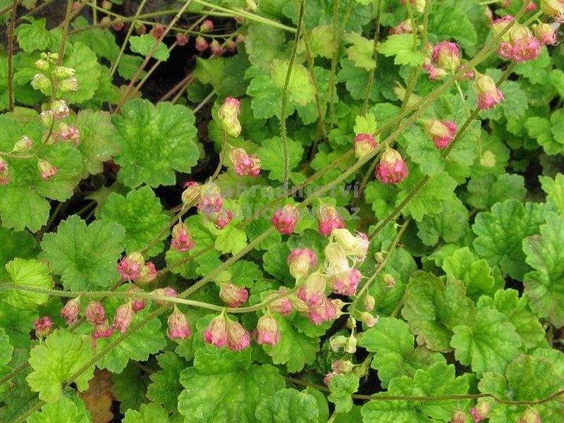 Tellima grandiflora 'Forest Frost' - mitrovka Tellima grandiflora 'Forest Frost' - mitrovka