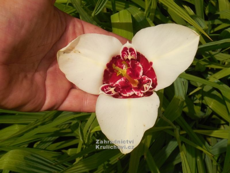 Tigridia pavonia 'Alba Grandiflora' - tygřice Tigridia pavonia 'Alba Grandiflora' - tygřice